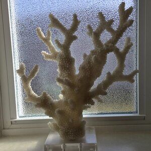 White Coral Sculpture on Acrylic Base